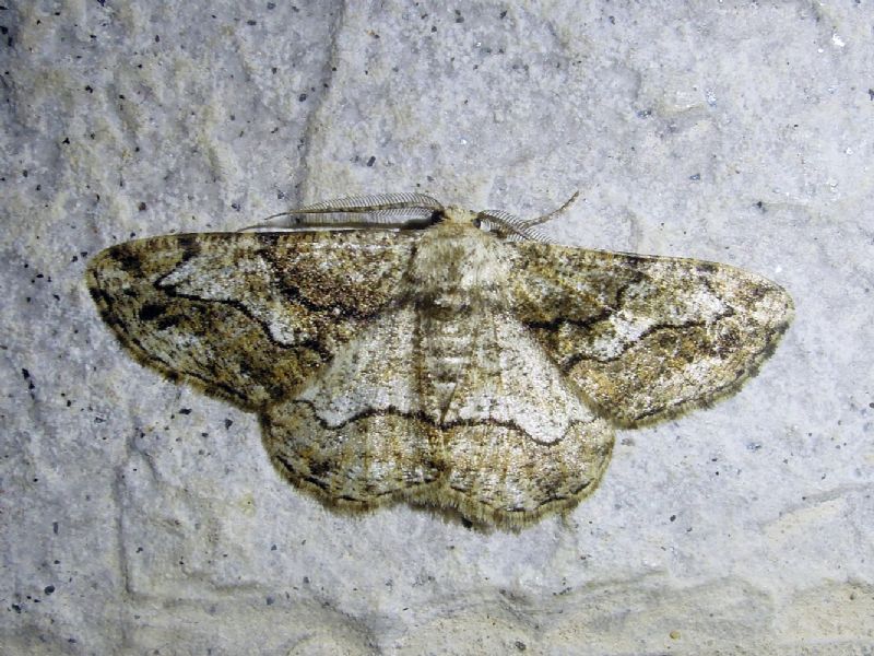 Falena 4 da identificare - Synopsia sociaria, Geometridae